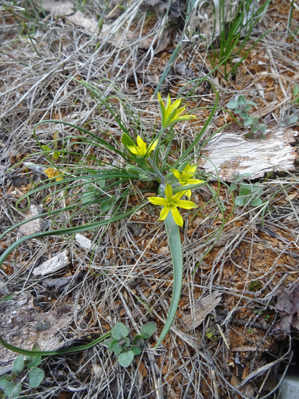 Gagea sp. - Liliaceae